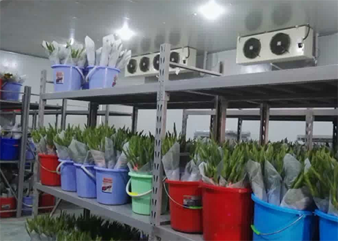 鲜花保鲜榴莲网站官网建造