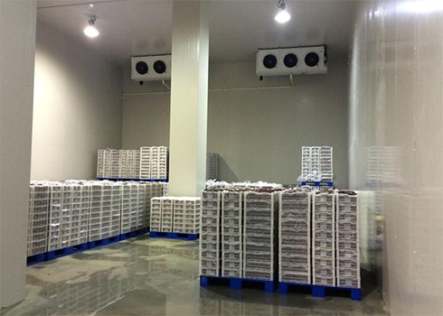 食品榴莲网站官网建造安装
