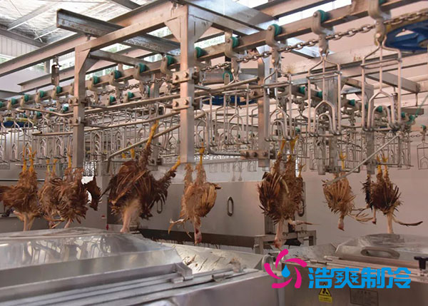 肉鸡屠宰之后需要直接入速冻库吗？-榴莲视频在线观看下载制冷